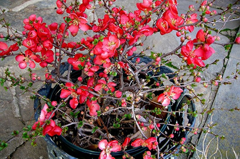 Japanese quince - photo