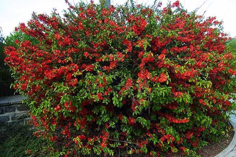 Japanese quince - photo