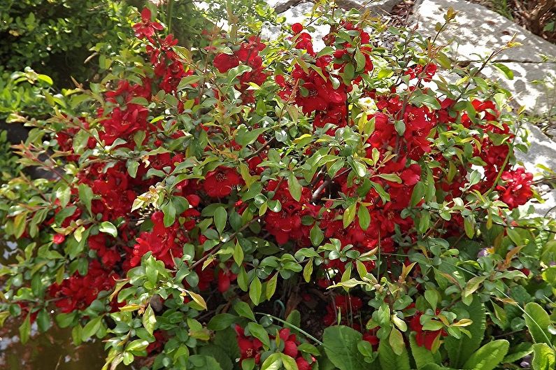 Japanese quince - photo