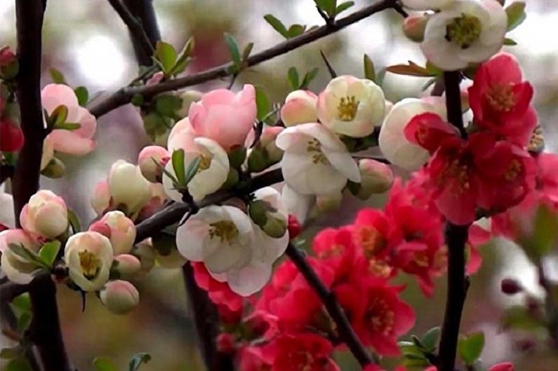 Japanese quince - photo