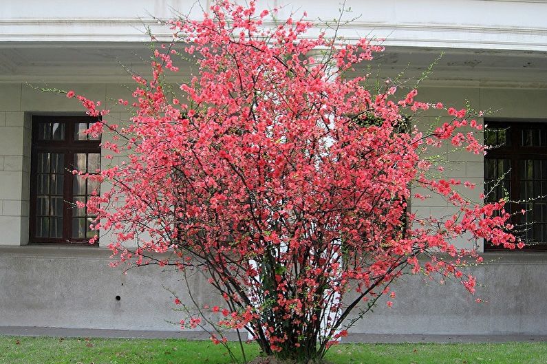 Japanese quince - photo