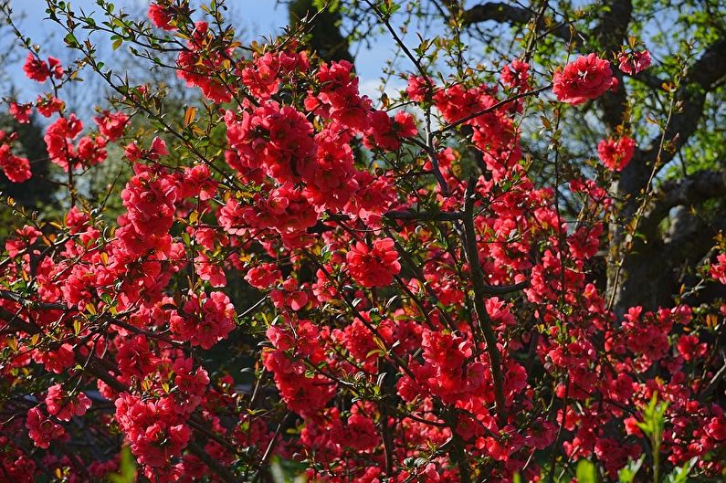 Japanese quince - photo