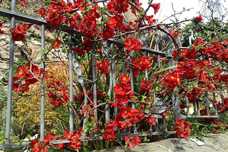Japanese quince - photo