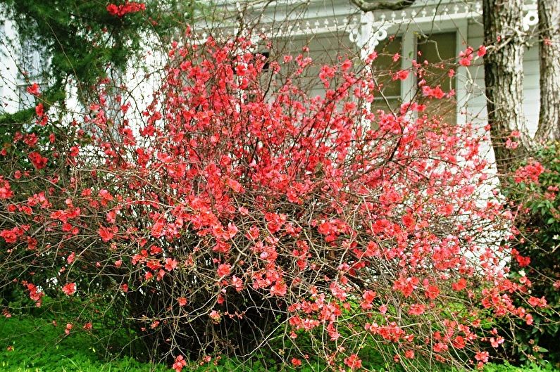 Japanese quince - photo