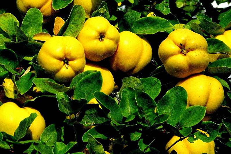 Japanese quince - photo