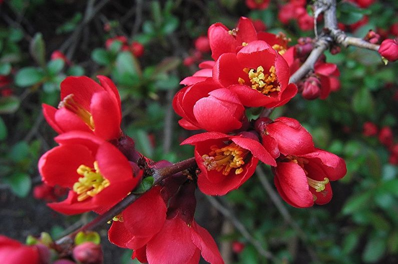 Japanese quince - photo