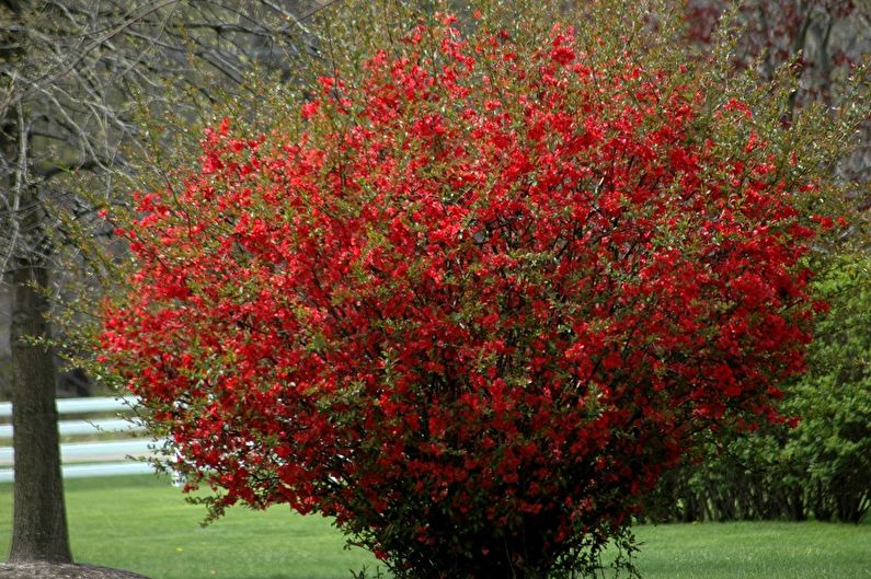 Japanese quince - photo