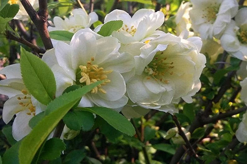 Japanese quince - photo