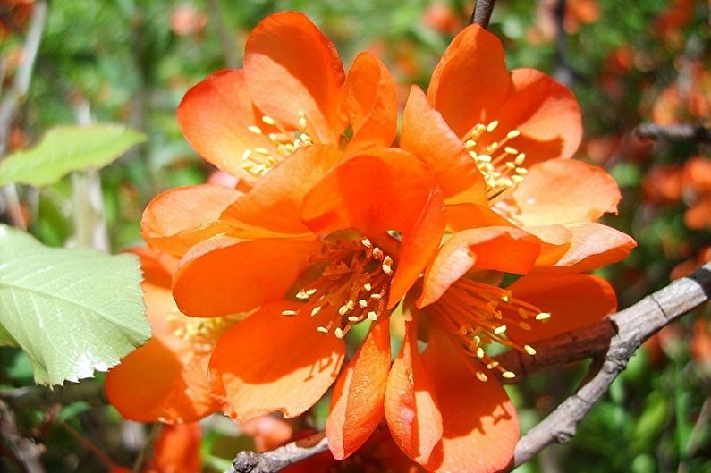 Japanese quince - photo