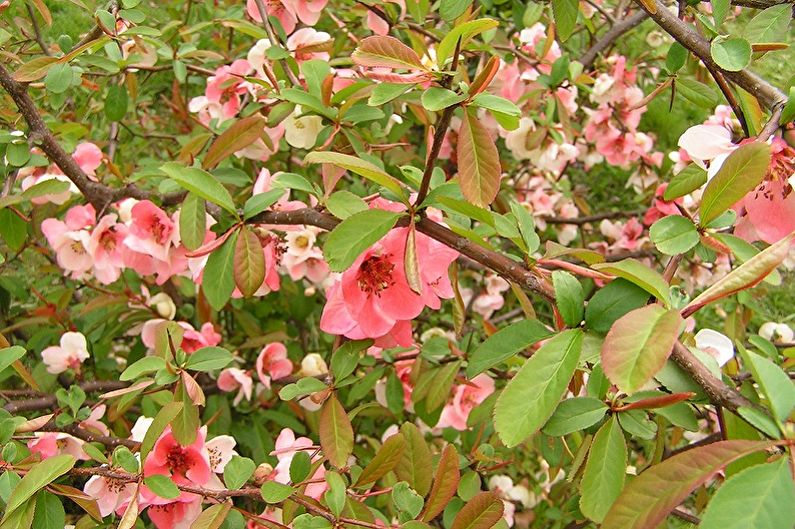 Japanese quince - photo
