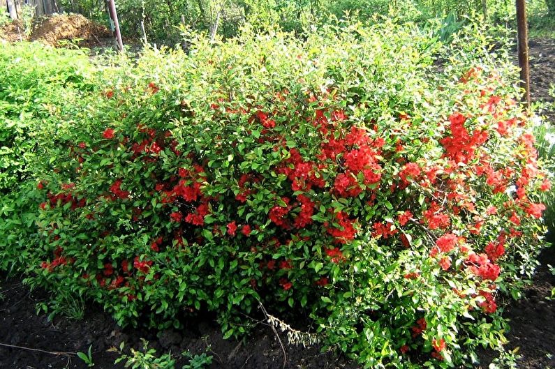 Japanese quince - photo