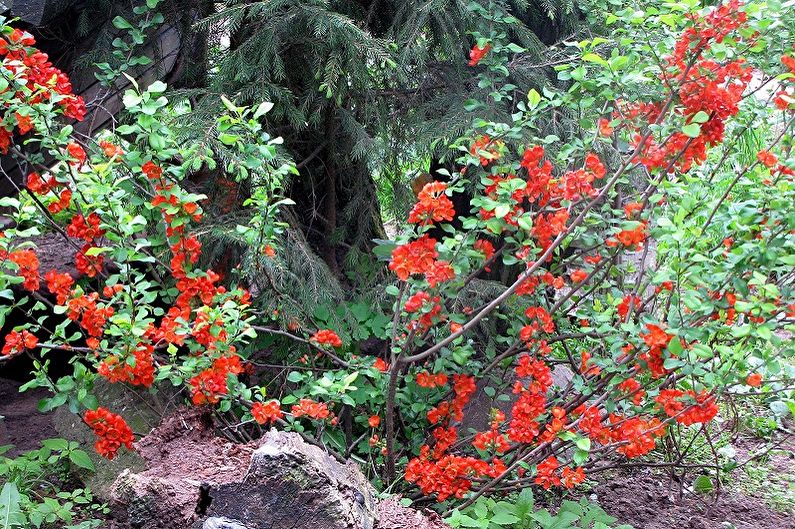 Japanese quince - photo