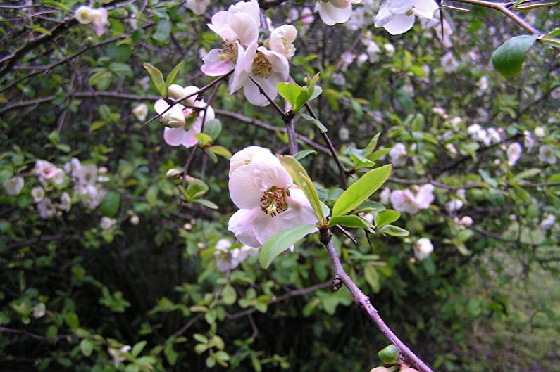 Japanese quince - photo