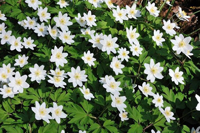 Forest Anemone