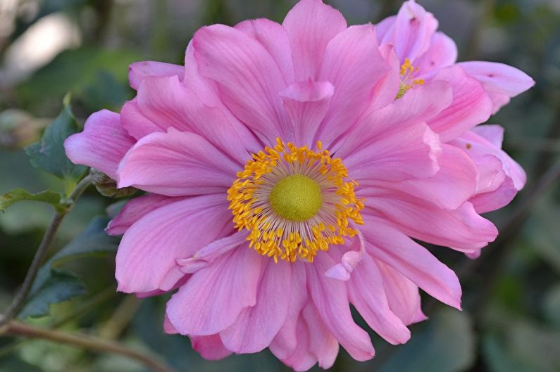 Anemones - Landing