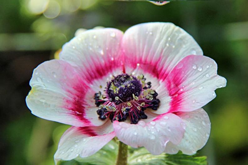 Anemones - Watering and feeding