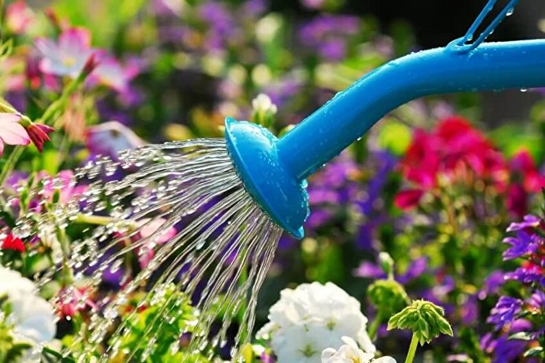 Anemones - Watering and feeding