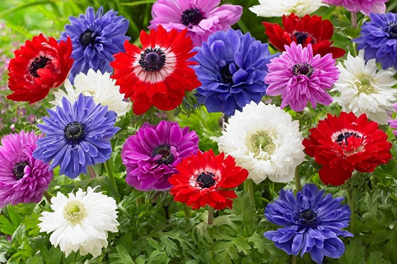 Breeding anemone