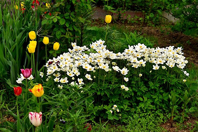 Anemones - photo