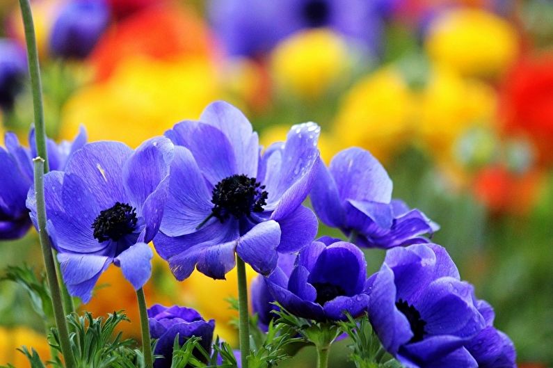 Anemones - photo