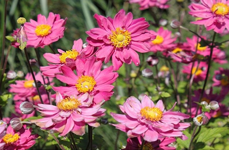 Anemones - photo