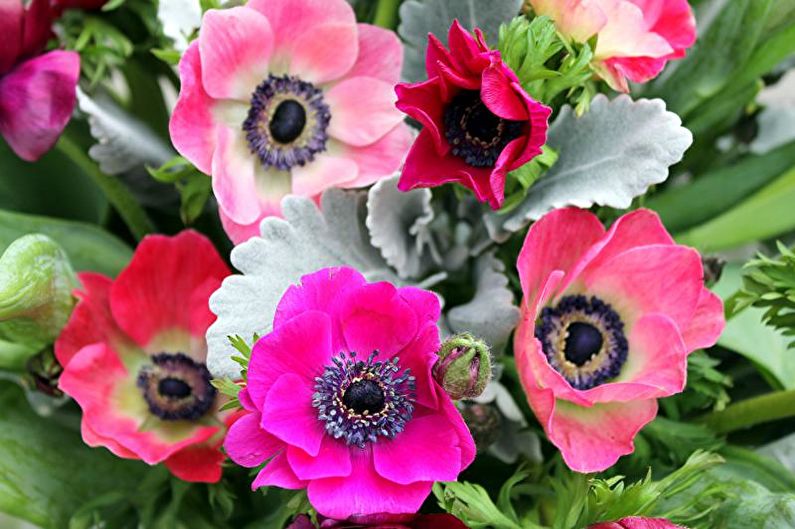 Anemones - photo