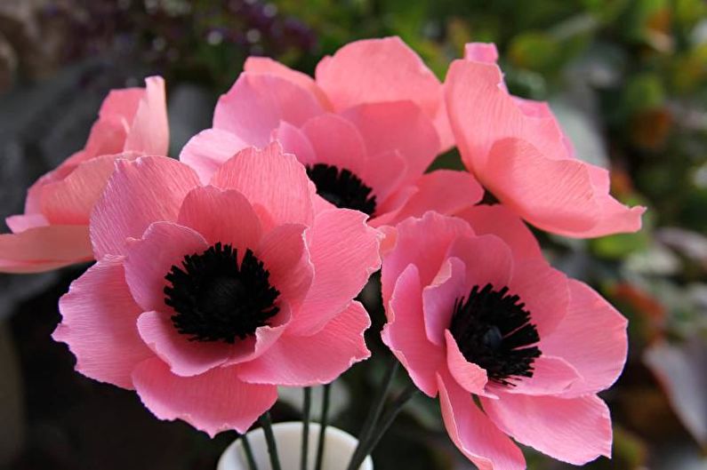 Anemones - photo