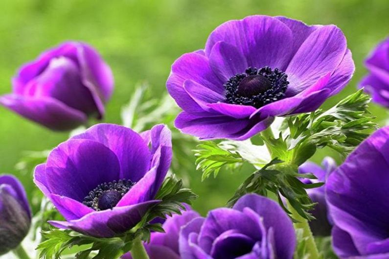 Anemones - photo