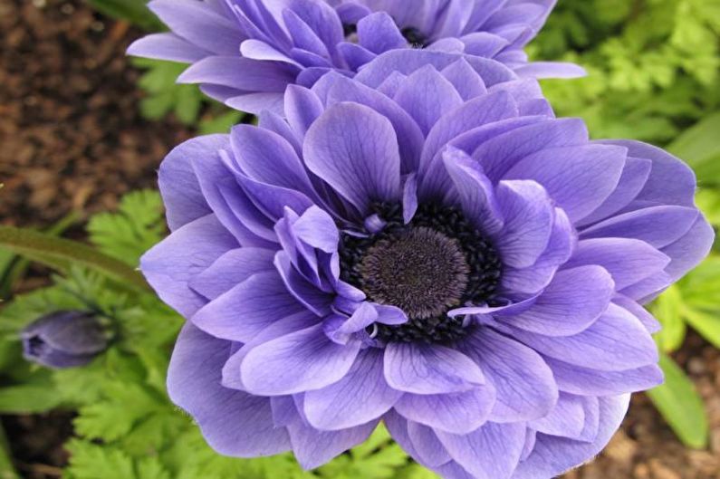 Anemones - photo
