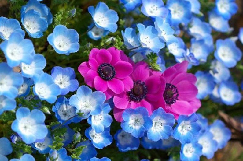 Anemones - photo