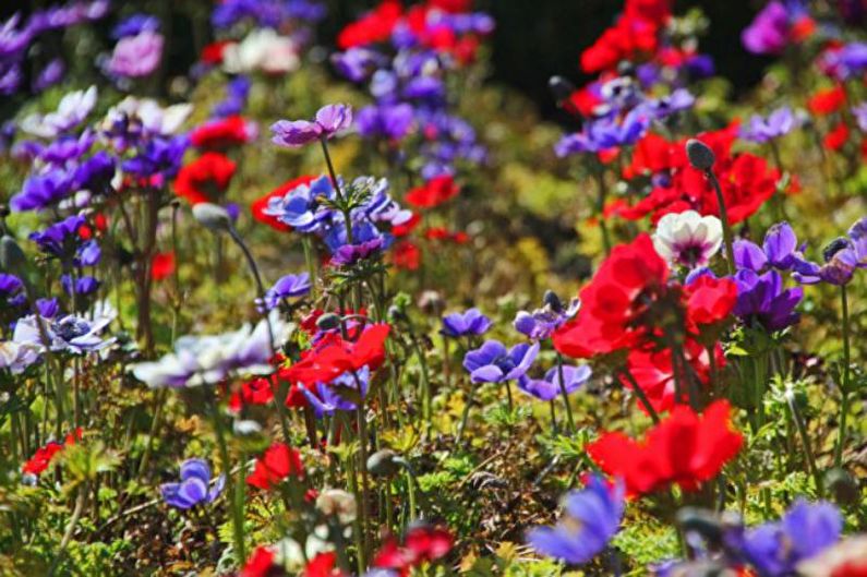 Anemones - photo