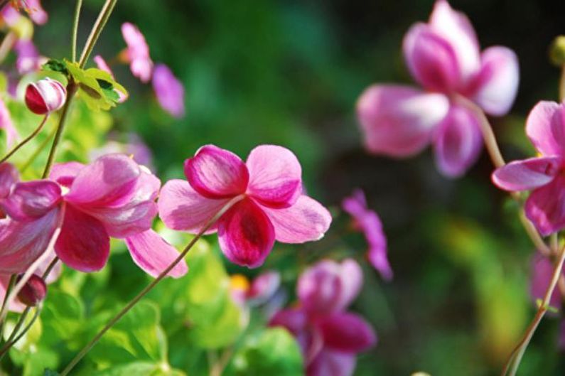 Anemones - photo