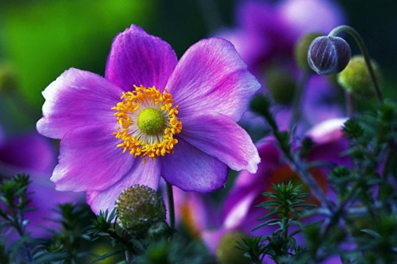 Anemones - photo