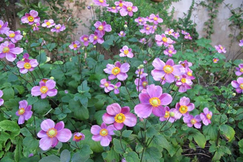Anemones - photo
