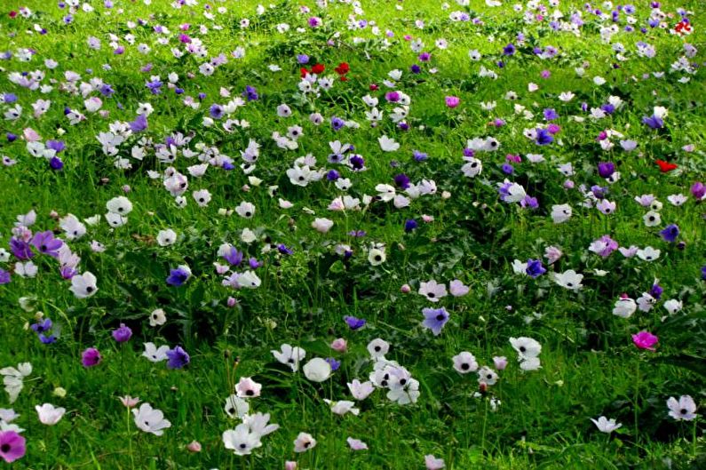 Anemones - photo