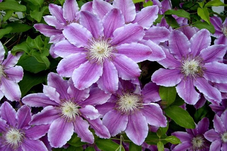 Anemones - photo