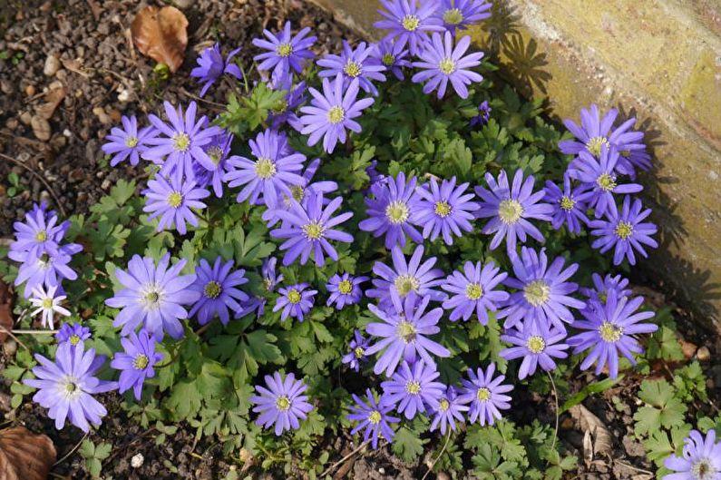 Anemones - photo