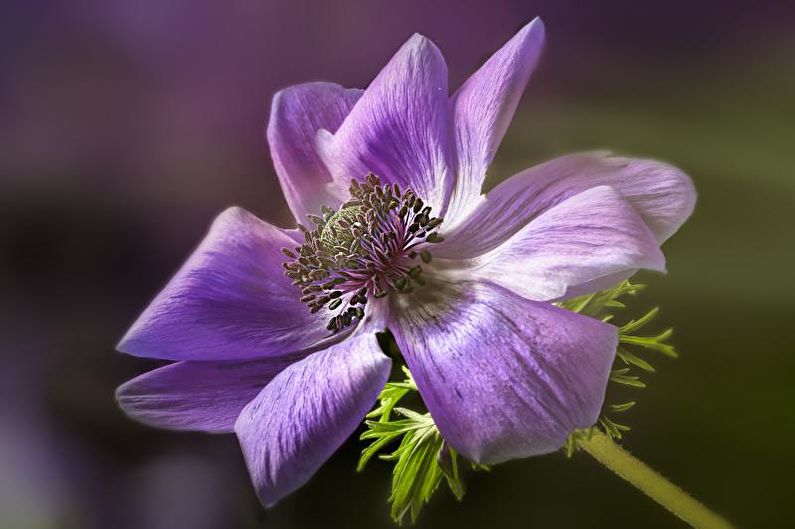 Anemones - photo