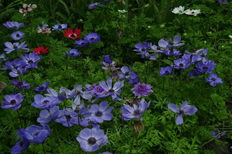 Anemones - photo