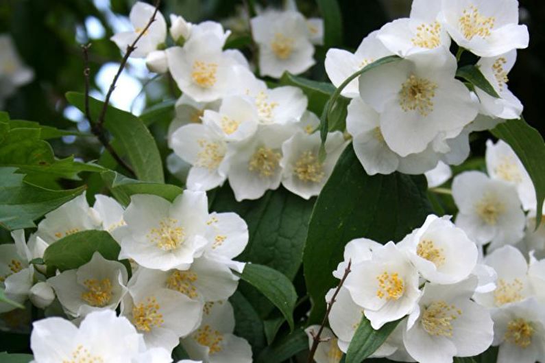 Anemones - photo