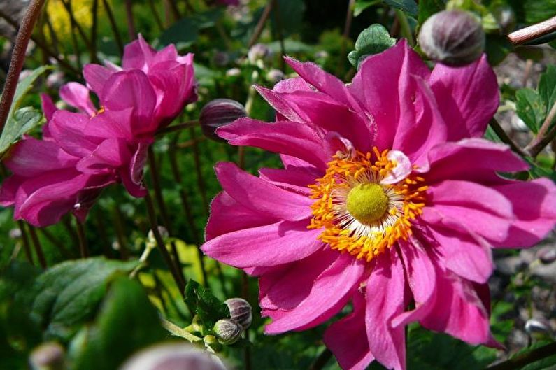 Anemones - photo