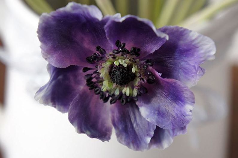 Anemones - photo