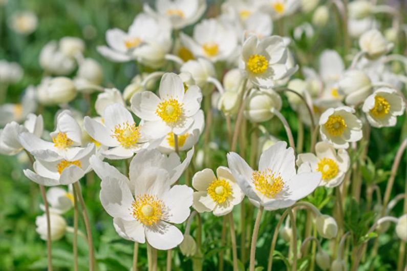 Anemones - photo