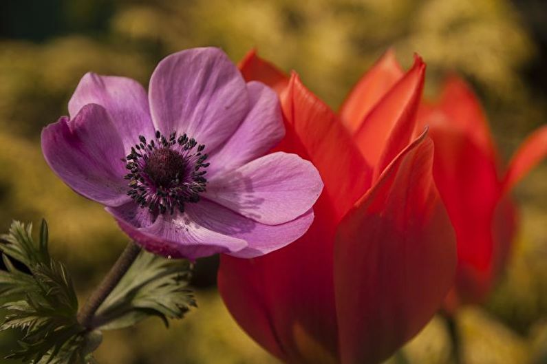 Anemones - photo