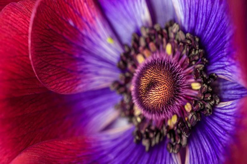 Anemones - photo