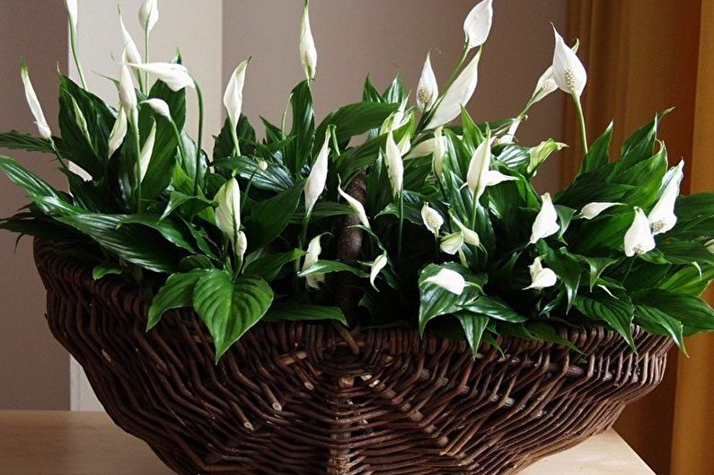 Spathiphyllum profusely flowering