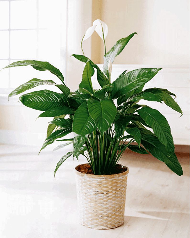 Spathiphyllum - Lighting