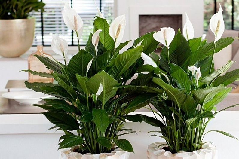Spathiphyllum - Watering