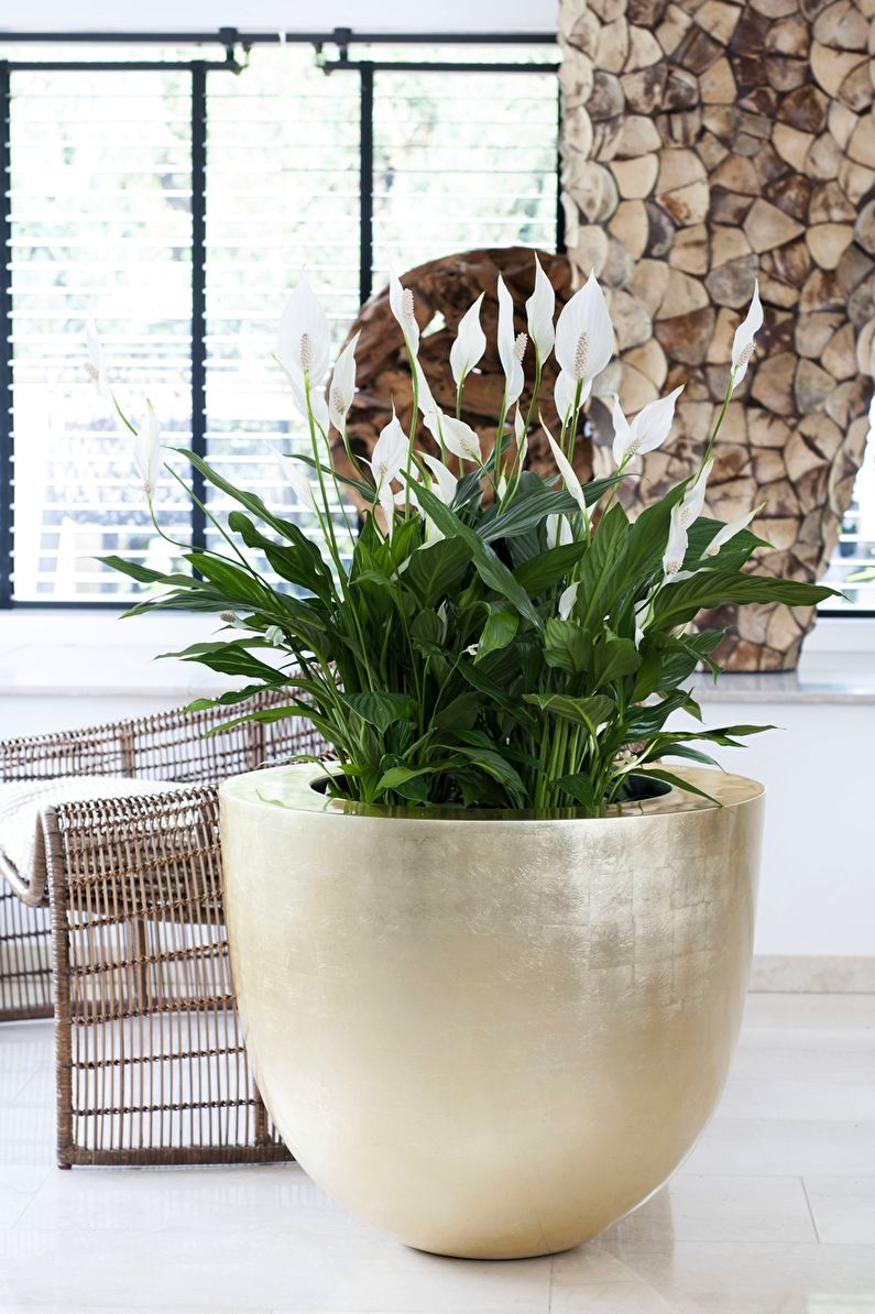 Spathiphyllum - Temperature