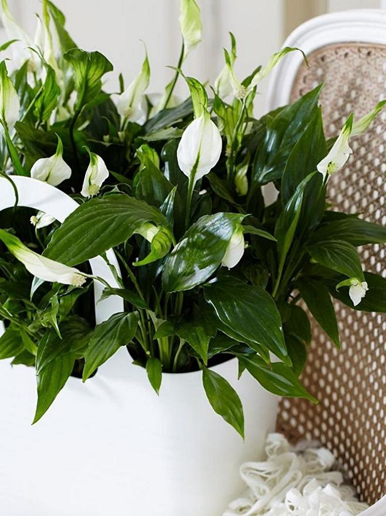 Spathiphyllum - Fertilizers